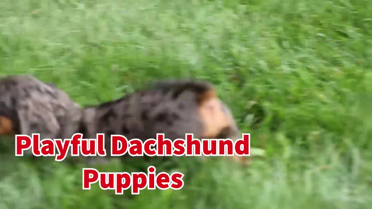 Miniature Dachshund dogs for sale: Holly 🌸 - Video 1