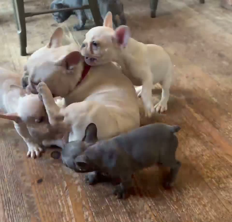 French Bulldog dogs for sale: Dulce - Video 1