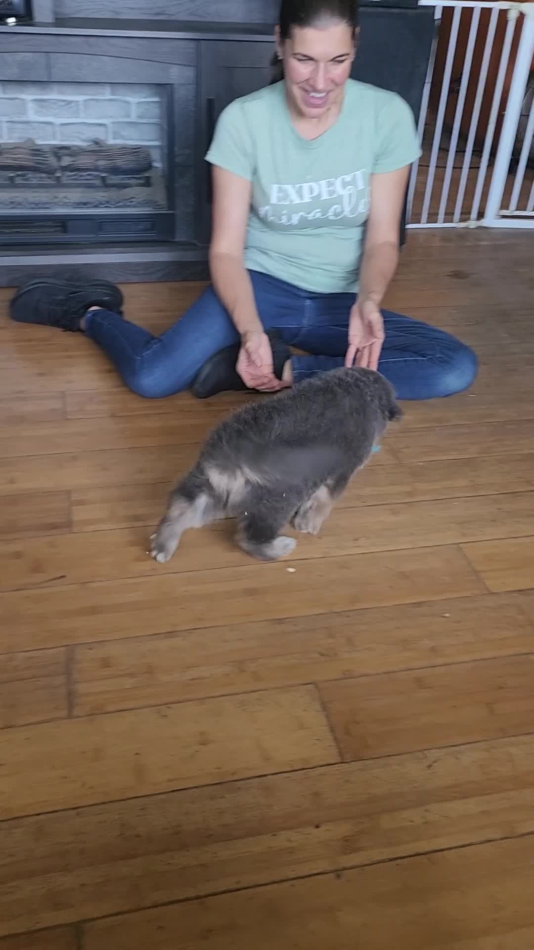 German Shepherd dogs for sale: Muffin - Video 2
