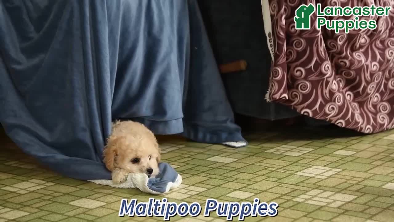 Maltipoo dogs for sale: Nichole - Video 1