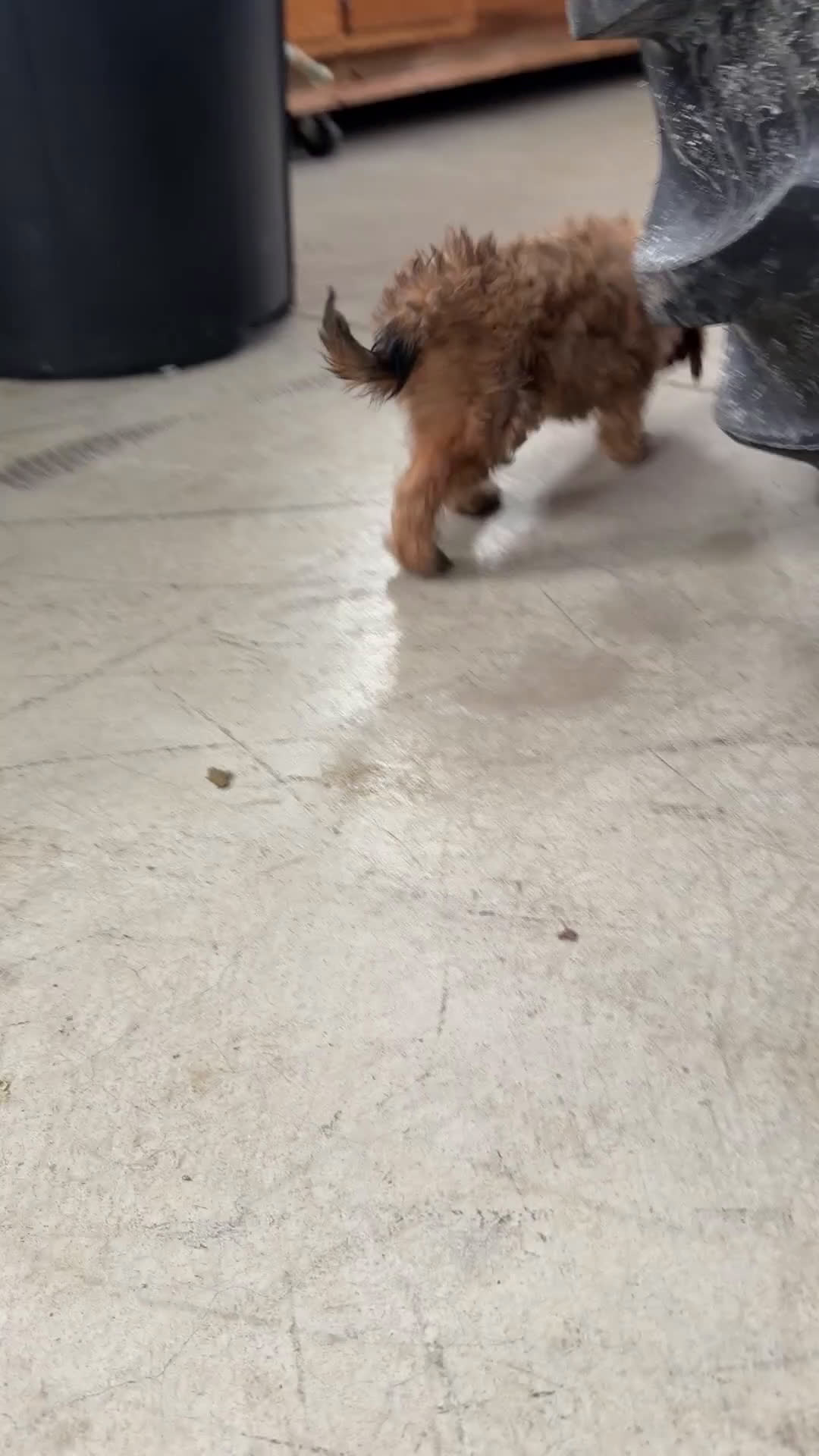 Cavapoo dogs for sale: Lady - Video 1