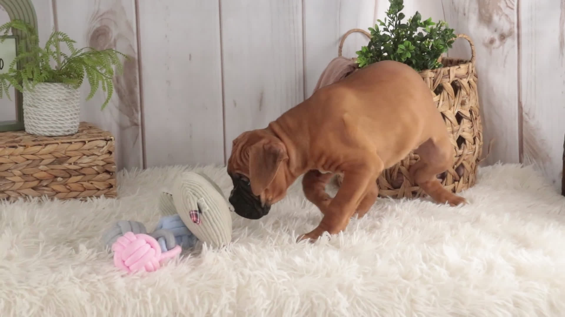 Boxer dogs for sale: Molly - Video 7