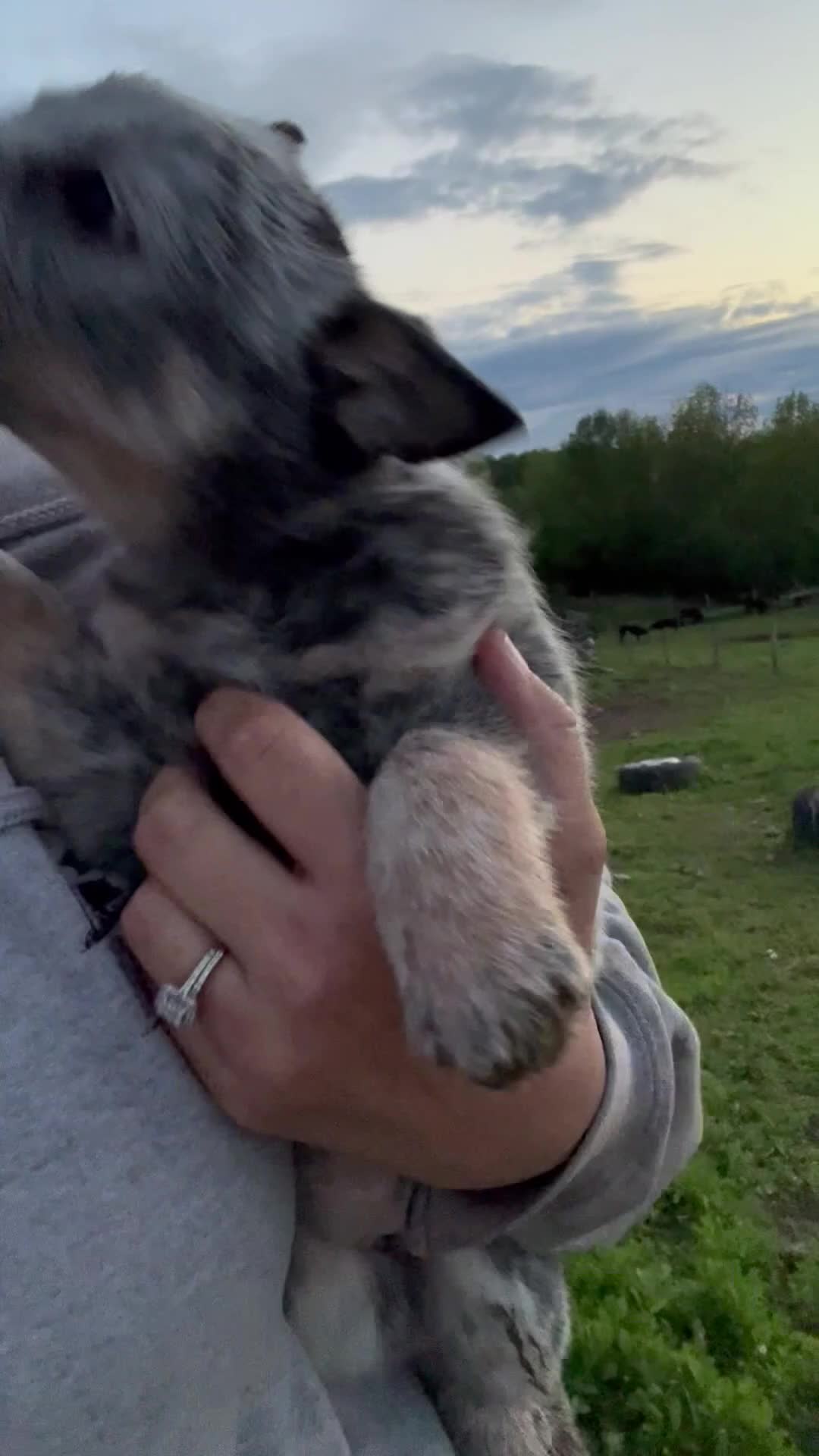 Australian Cattle Dog dogs for sale: Rip - Video 3