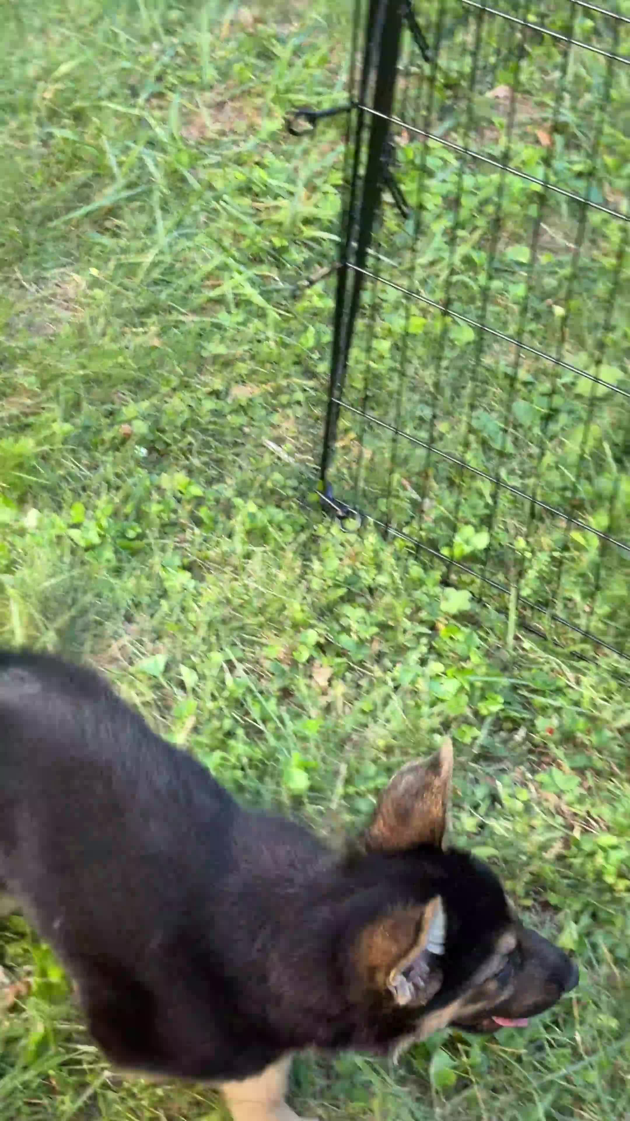German Shepherd dogs for sale: Ranger - Video 1