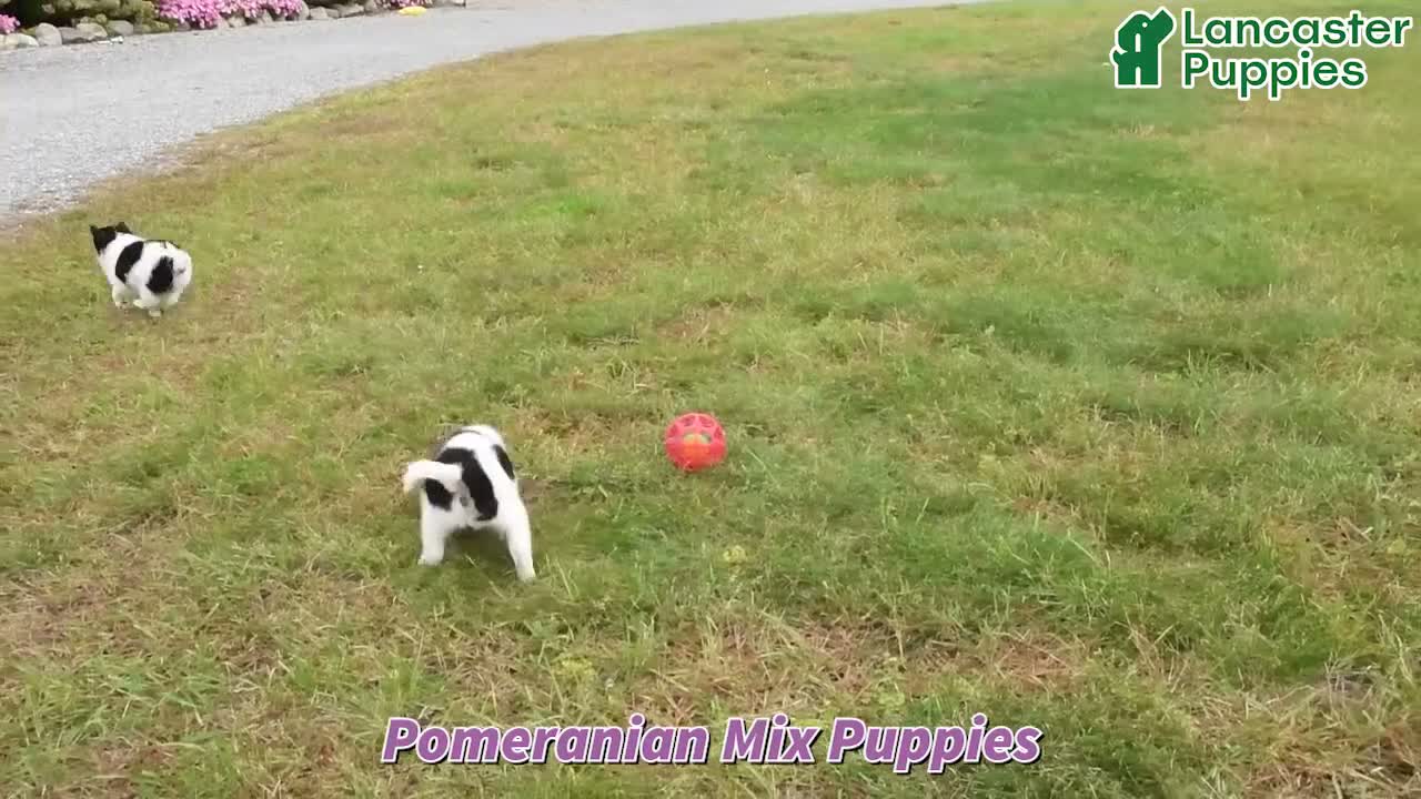 Mixed Breed dogs for sale: Sofie - Video 1