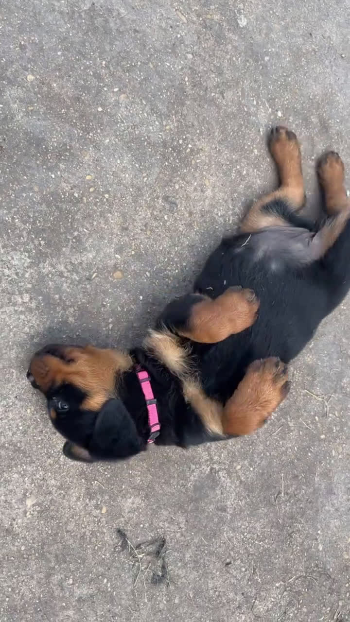 Rottweiler dogs for sale: Rottweiler Puppy 2 - Video 1