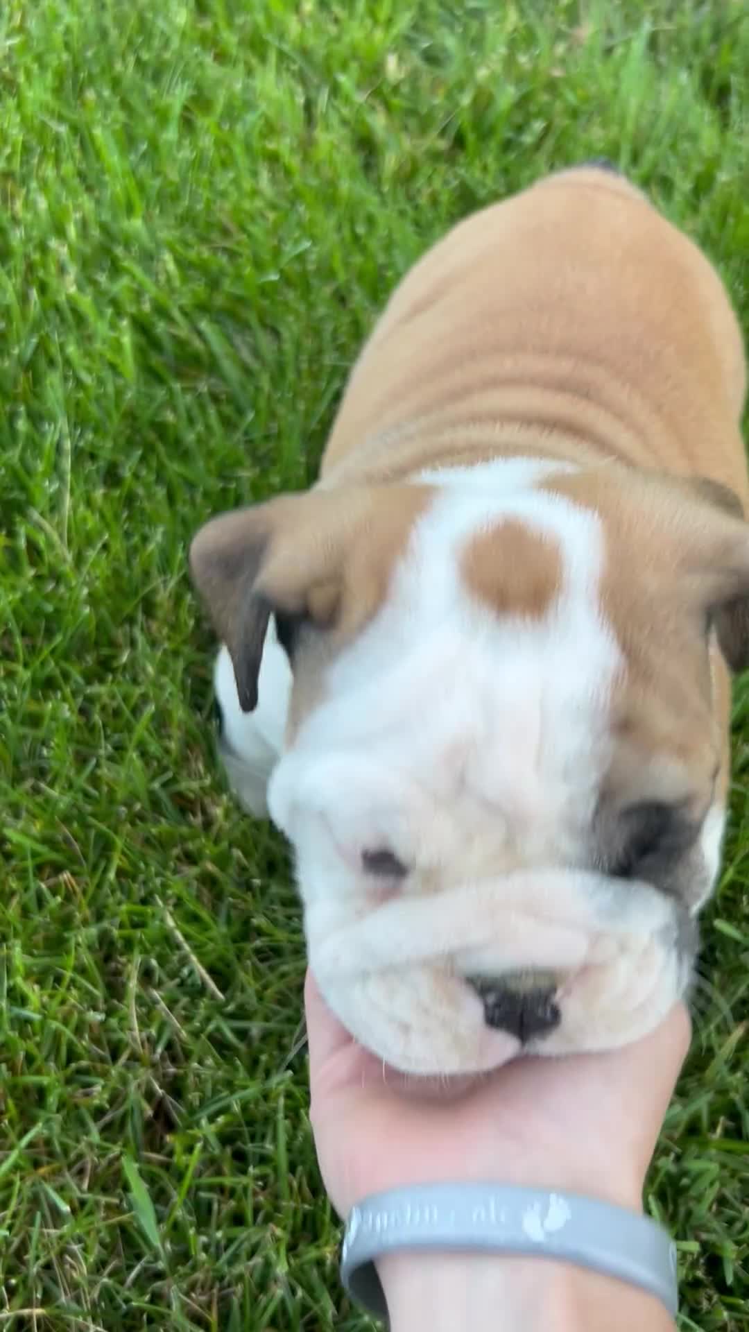 English Bulldog dogs for sale: Zaxton - Video 1