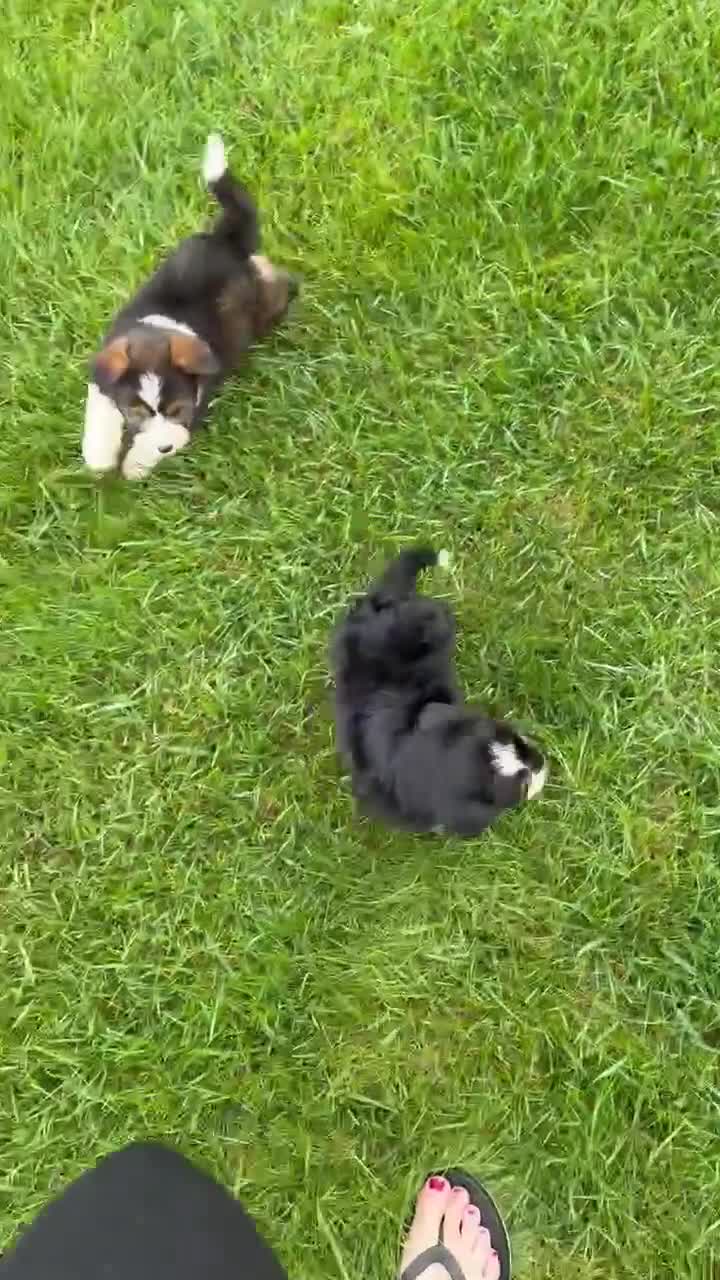 Mini Bernedoodle dogs for sale: Mini Blossom - Video 4