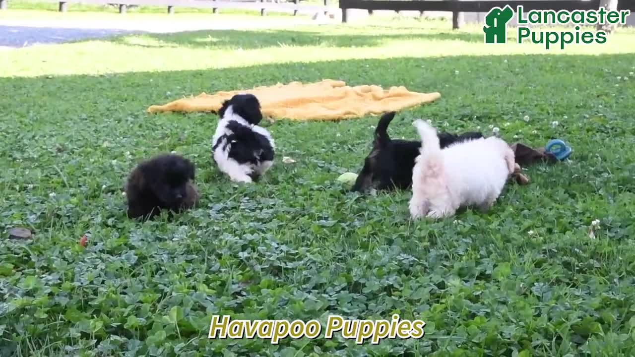 Havapoo dogs for sale: Latte - Video 1