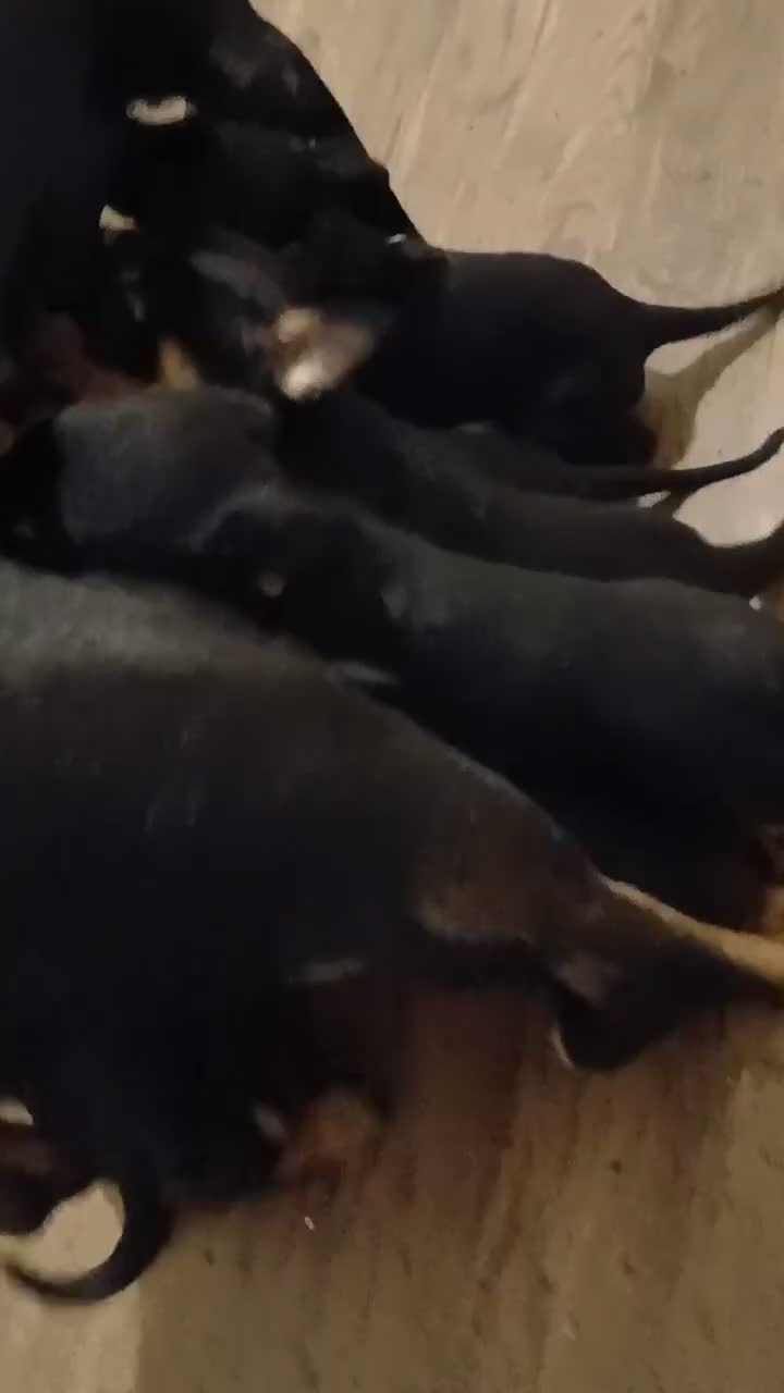 Rottweiler dogs for sale: Rottweiler 9 - Video 1