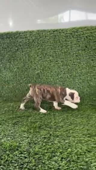 Olde English Bulldogge dogs for sale: Lucy - Video 6