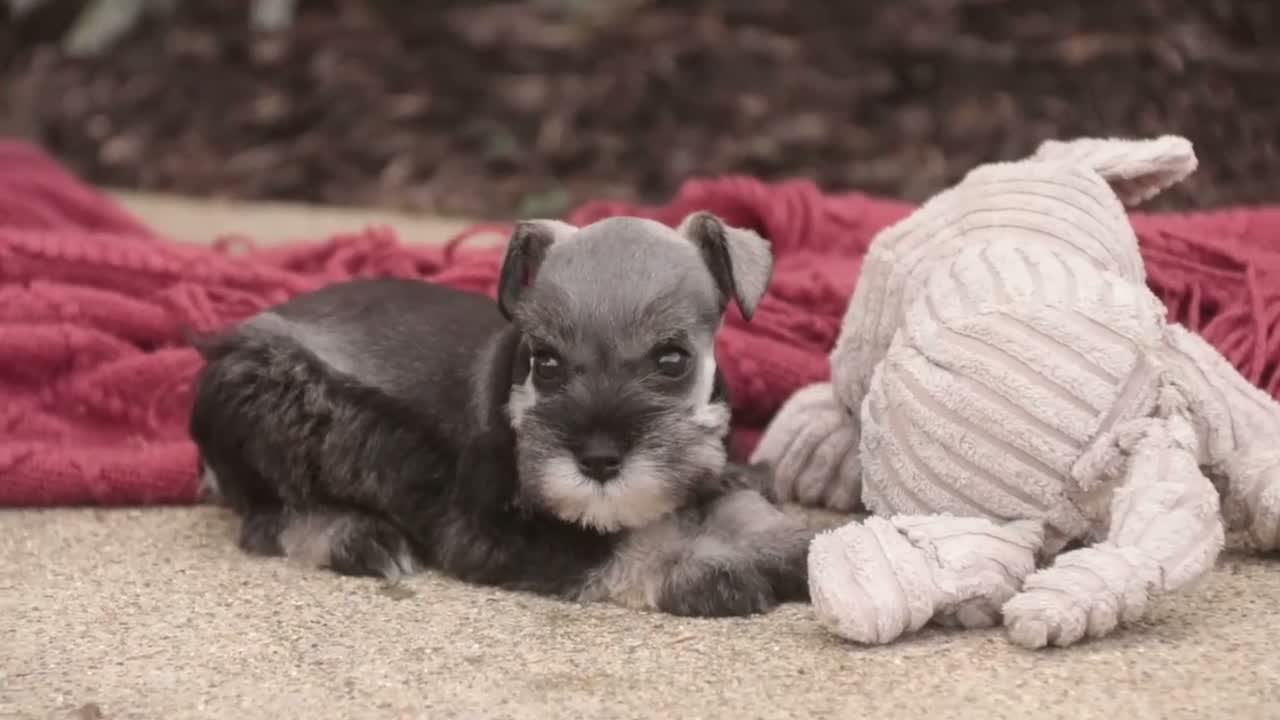 Miniature Schnauzer dogs for sale: Georgia Miniature Schnauzer - Video 1