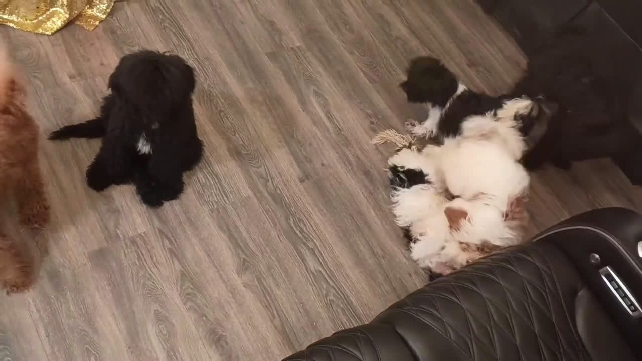 Standard Poodle dogs for sale: Standard Poodle Puppy 4 - Video 1