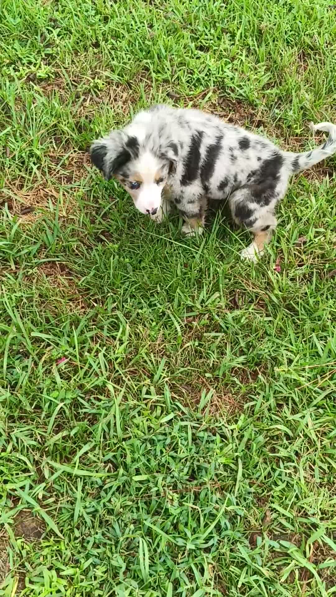 Mixed Breed dogs for sale: Bee - Video 1