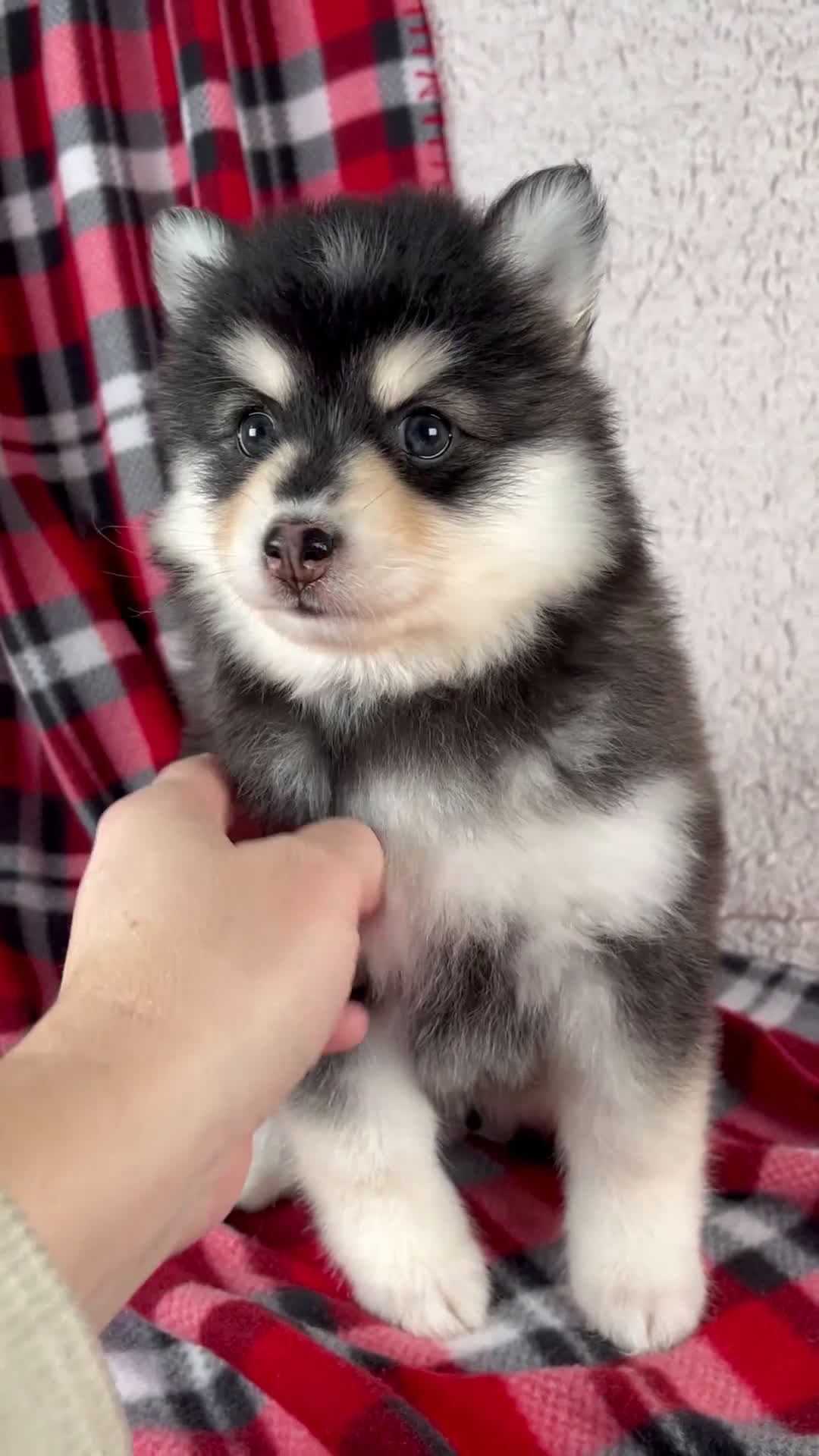 Pomsky dogs for sale: Joy - Video 1