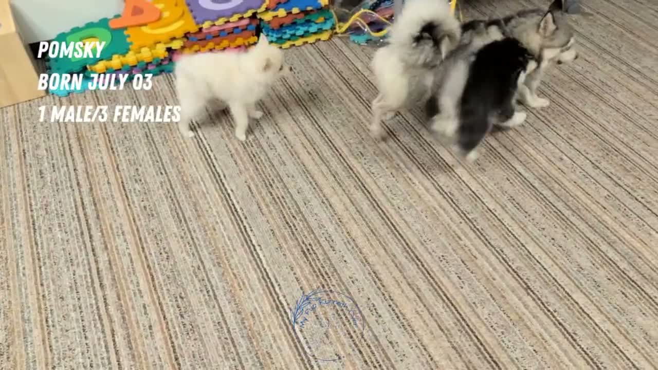 Pomsky dogs for sale: Prince - Video 3