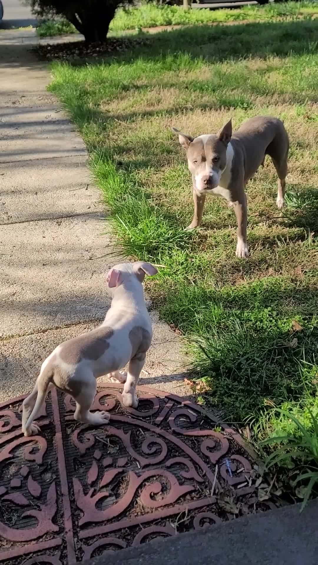 American Pit Bull Terrier dogs for sale: American Pit Bull Terrier Puppy 1 - Video 1