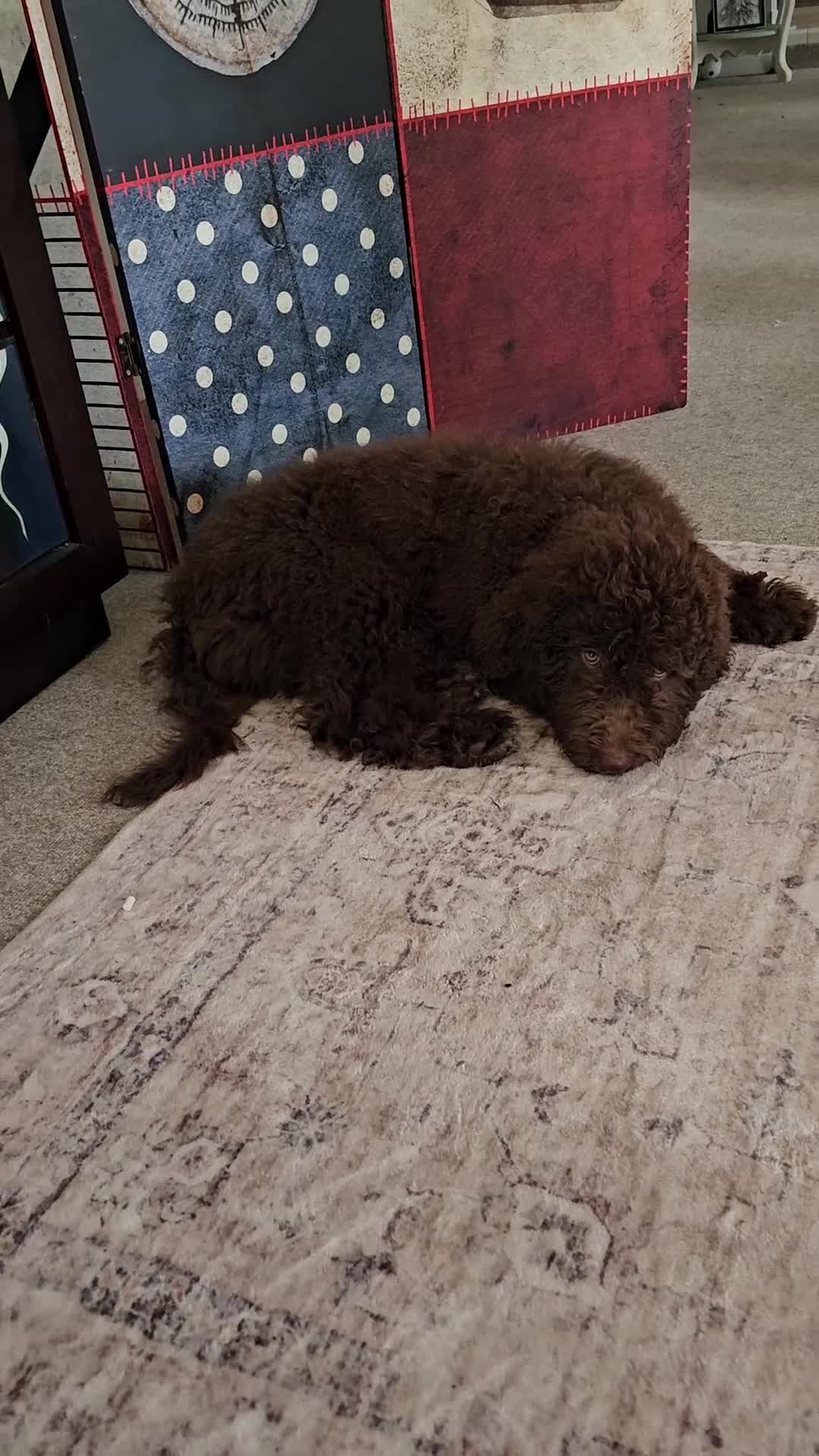 Bernedoodle dogs for sale: Ginger w golden eyes  - Video 1