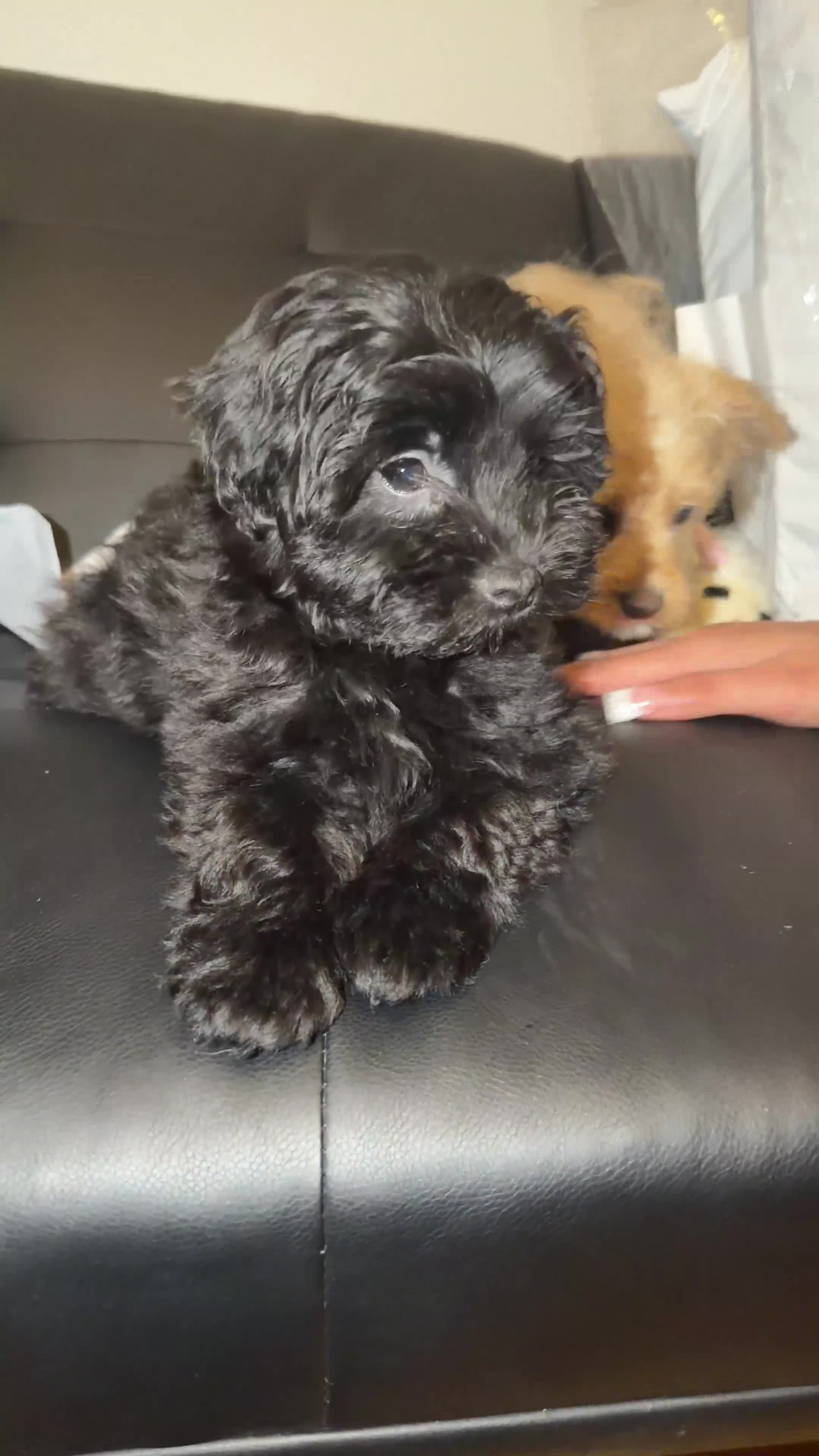 Pomapoo dogs for sale: Cheerio - Video 2
