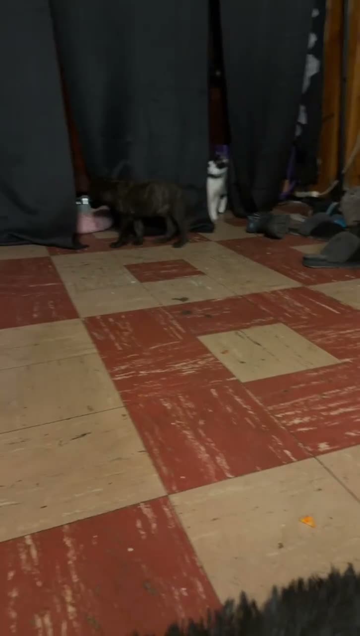 Mixed Breed dogs for sale: Mastidane/daniff pup3 - Video 1