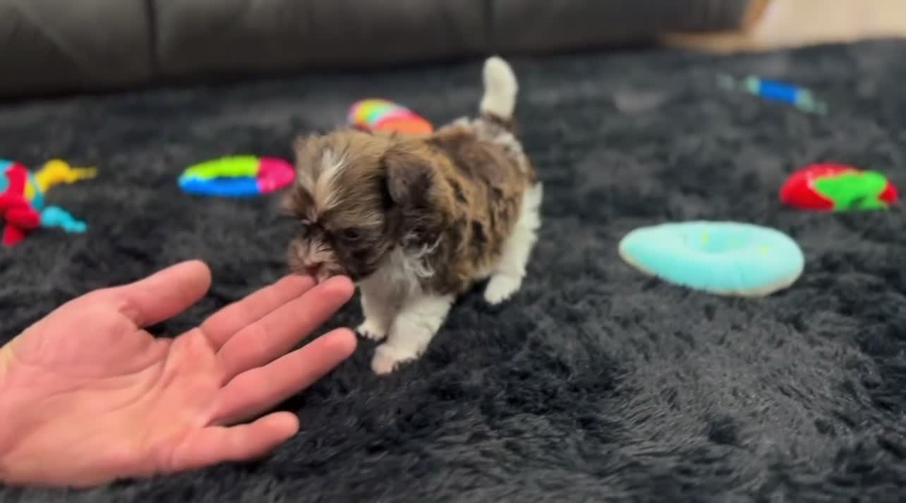 Havanese dogs for sale: Ricky - Video 4