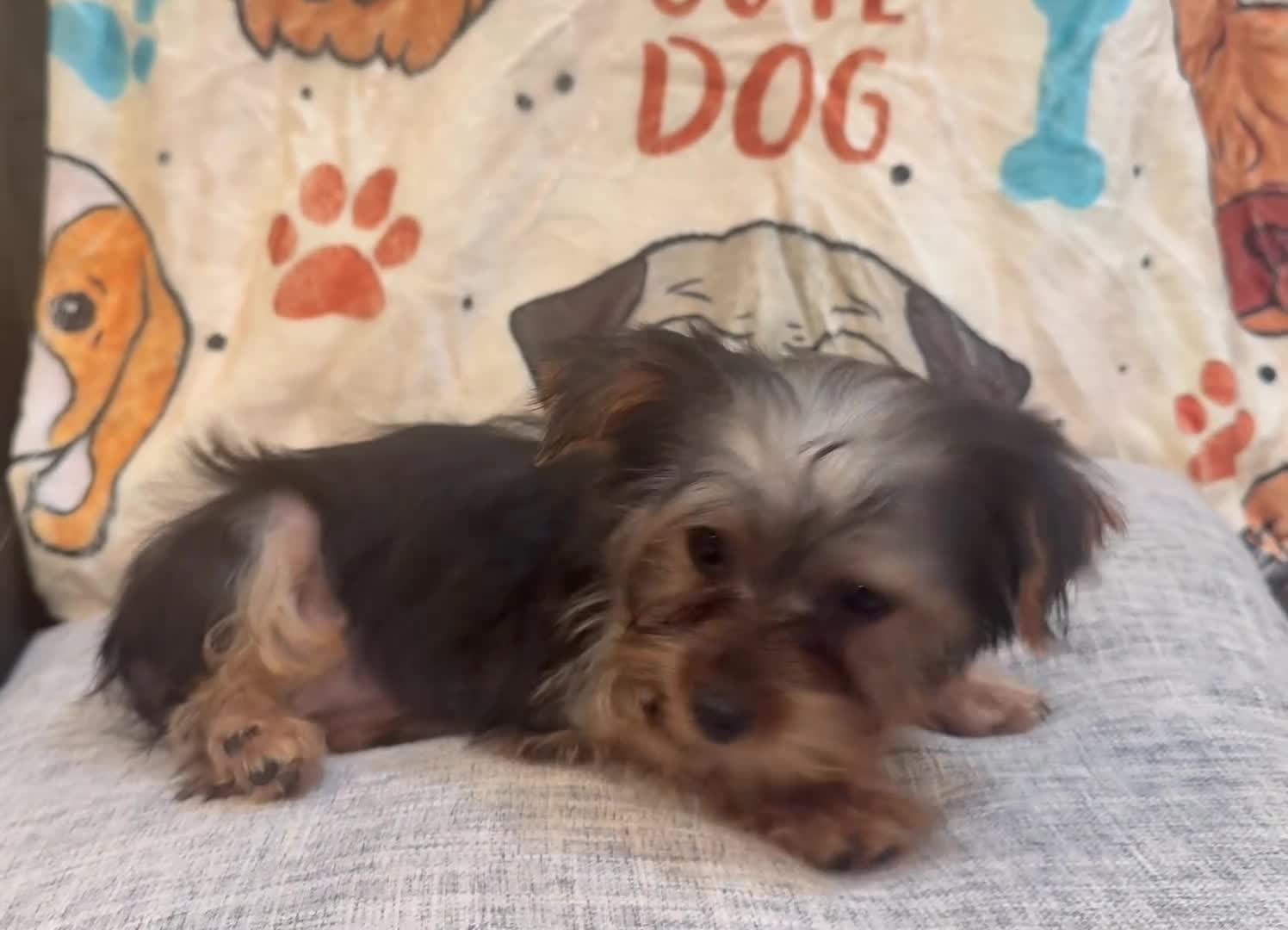 Yorkshire Terrier dogs for sale: Lana - Video 1