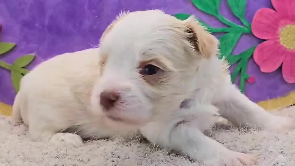 Yorkshire Terrier dogs for sale: Hudson - Video 3