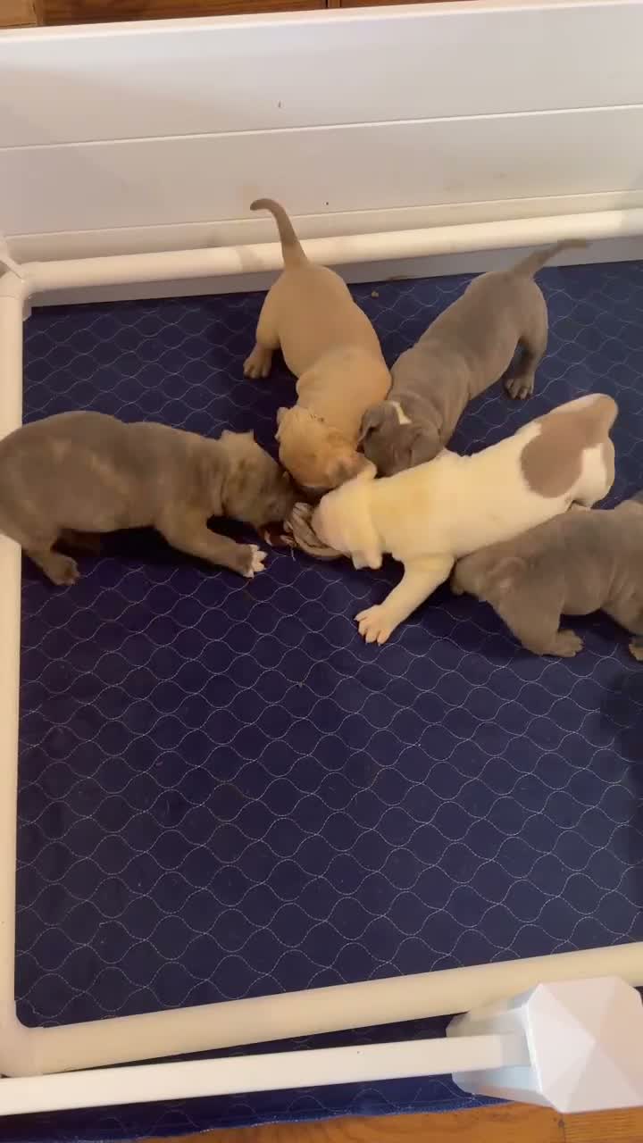 American Bully dogs for sale: Mickey - Video 3