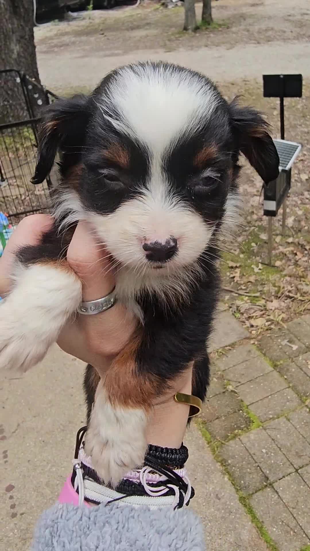 Mini Aussiedoodle dogs for sale: Violet - Video 3