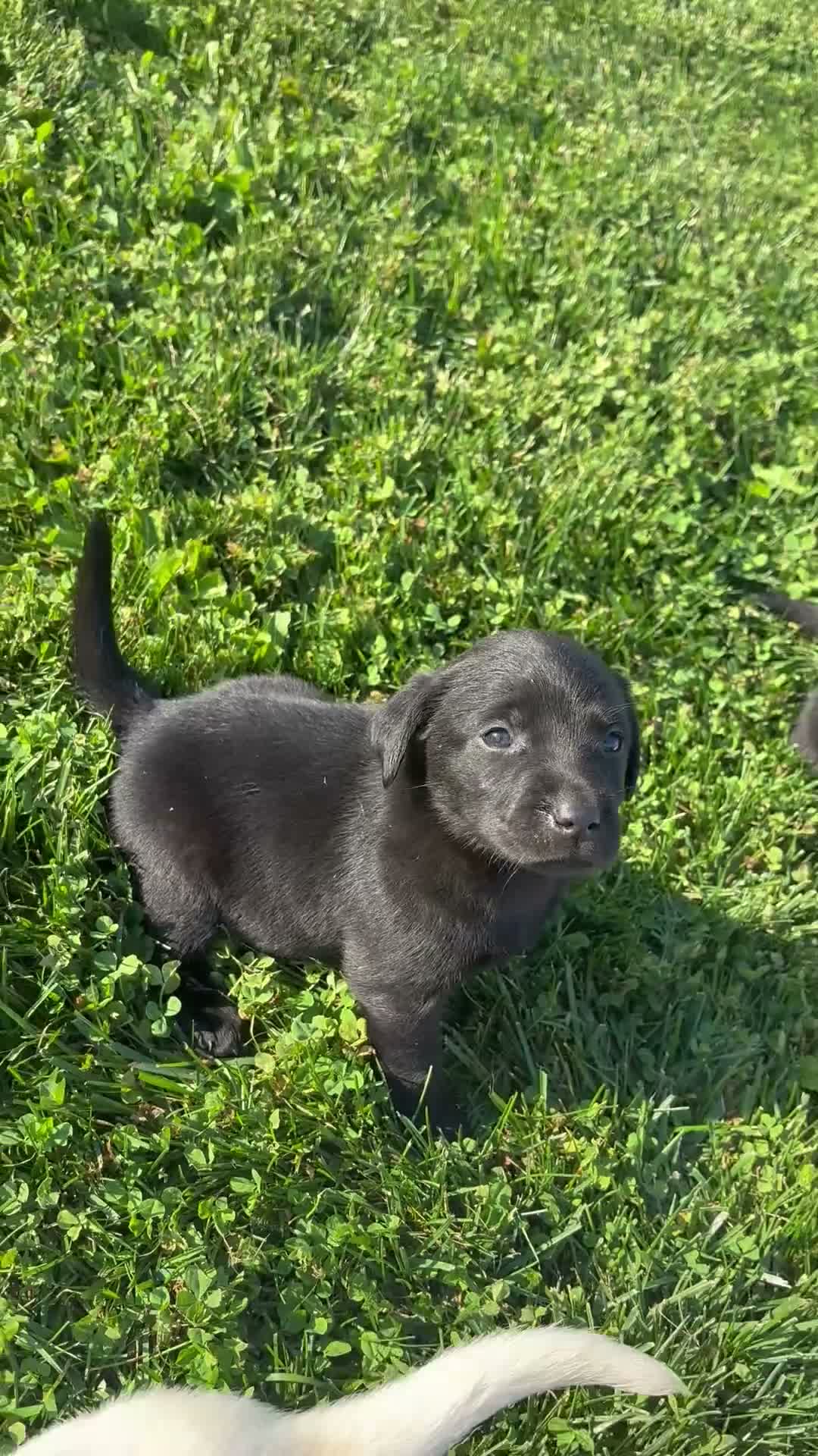Labrador Retriever dogs for sale: Labrador Retriever 6 - Video 1