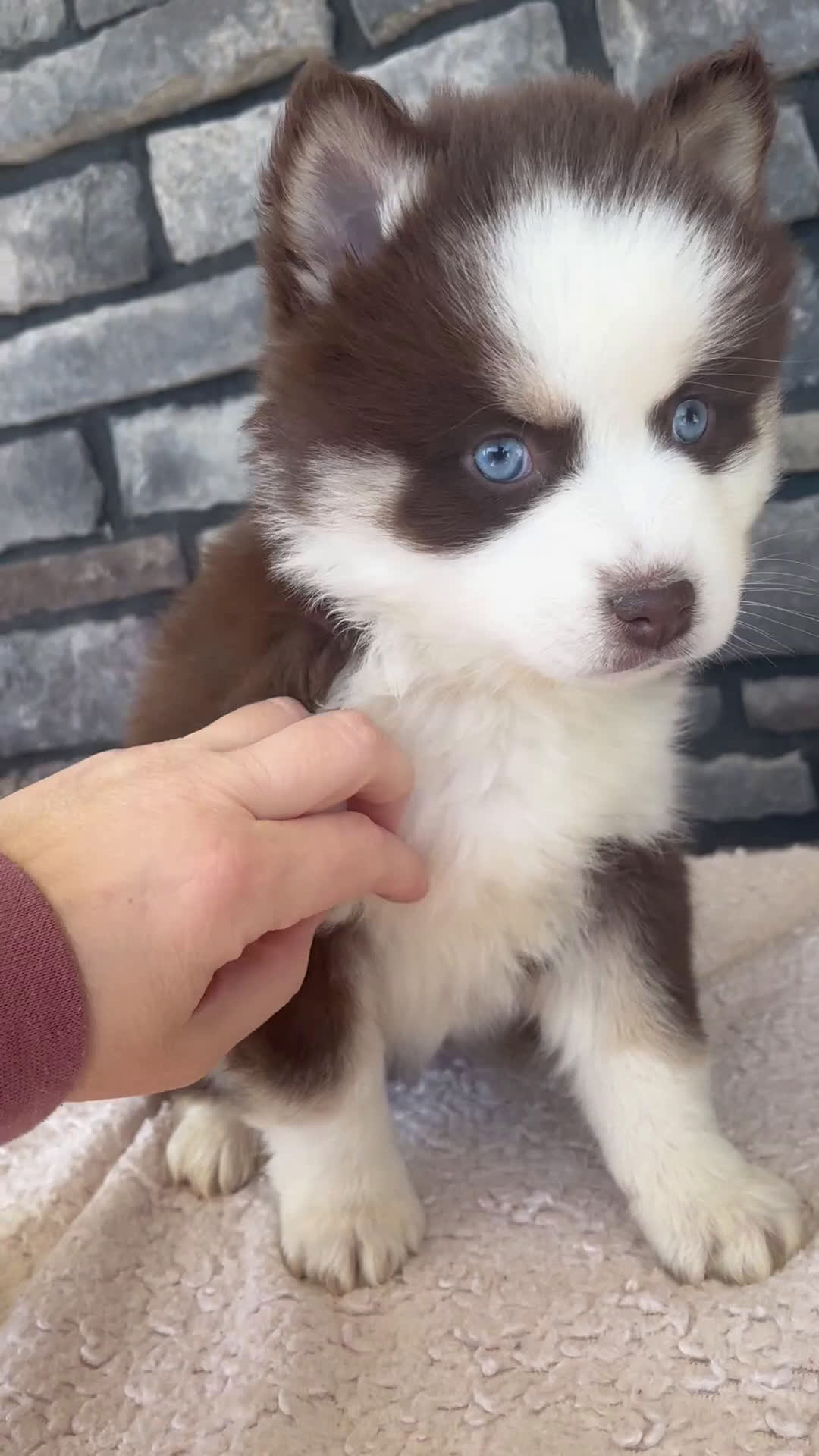 Pomsky dogs for sale: Flora - Video 1