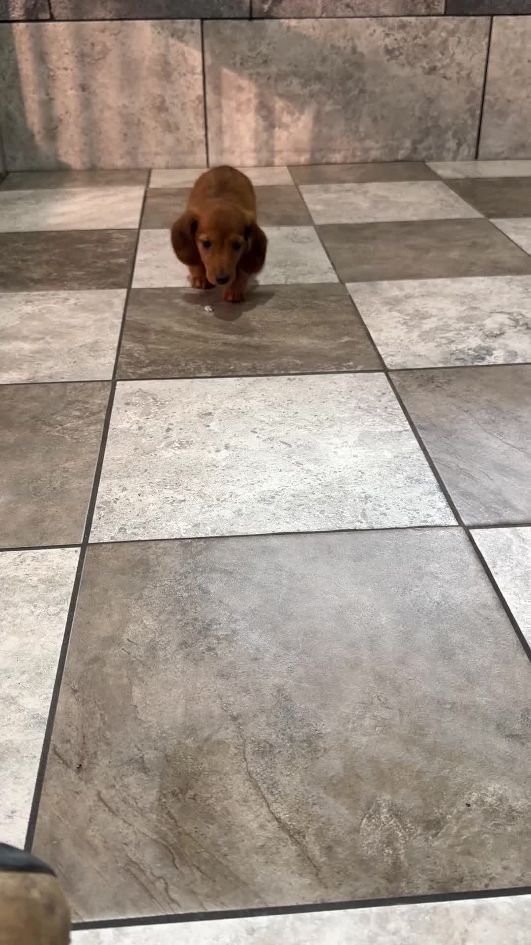 Miniature Dachshund dogs for sale: Joey - Video 1