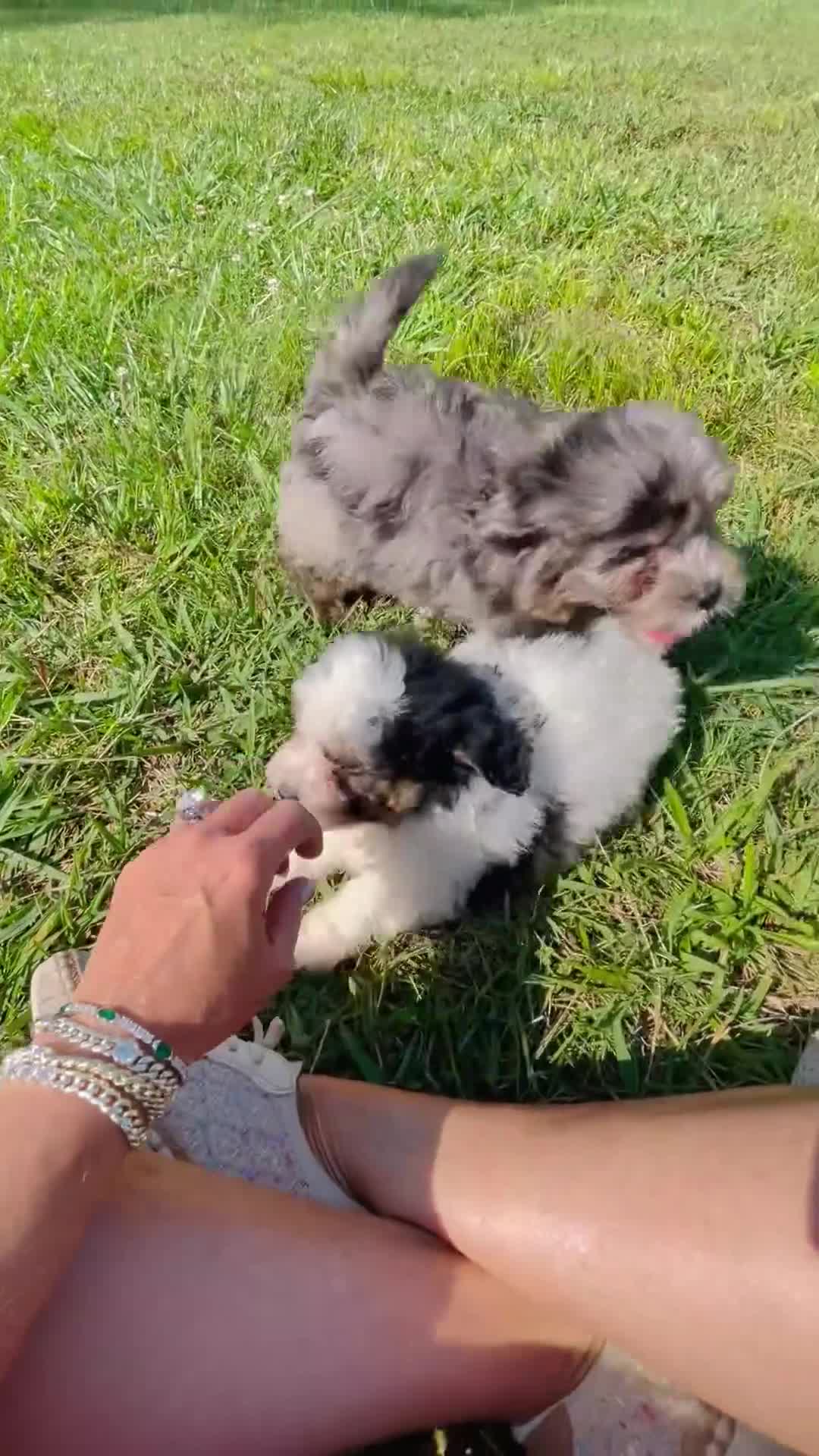 Mini Bernedoodle dogs for sale: Apollo- Mini Bernedoodle  - Video 2