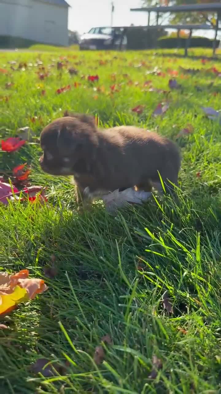 Chihuahua dogs for sale: Ally - Video 1