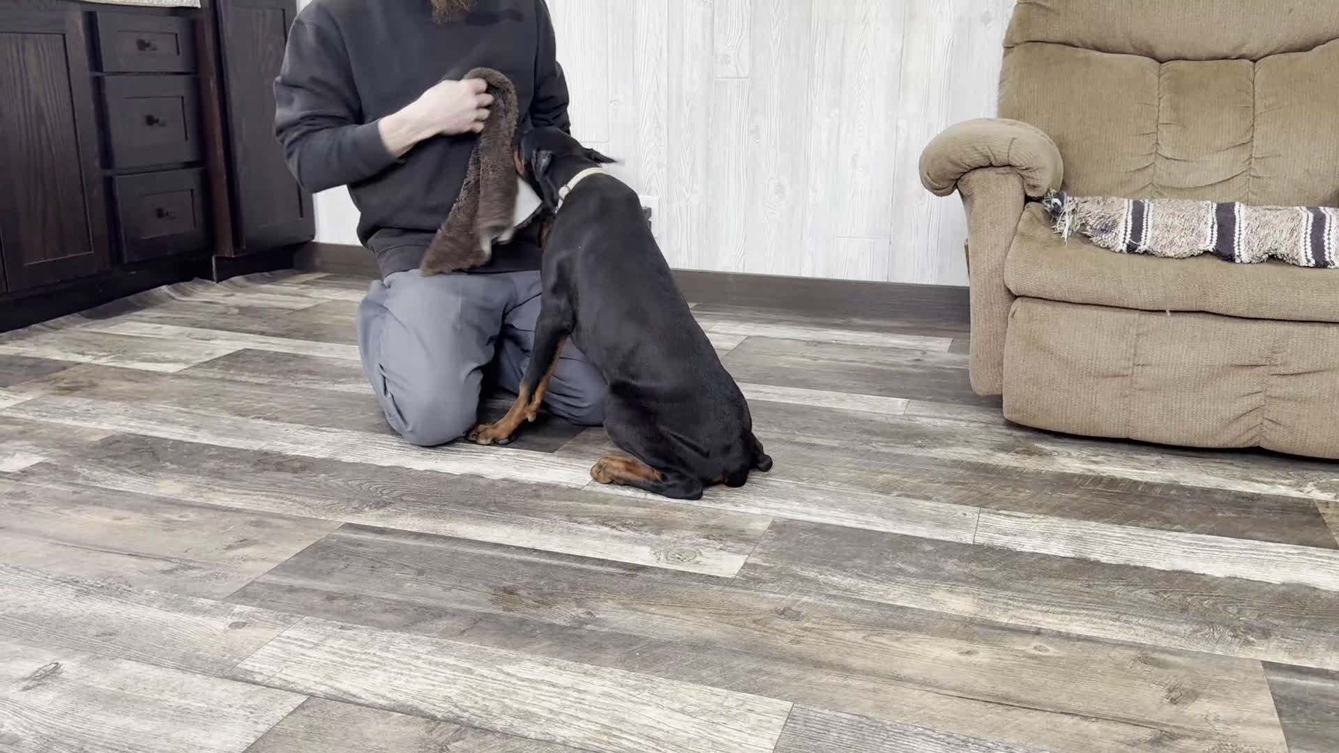 Doberman Pinscher dogs for sale: Vespa - Video 1