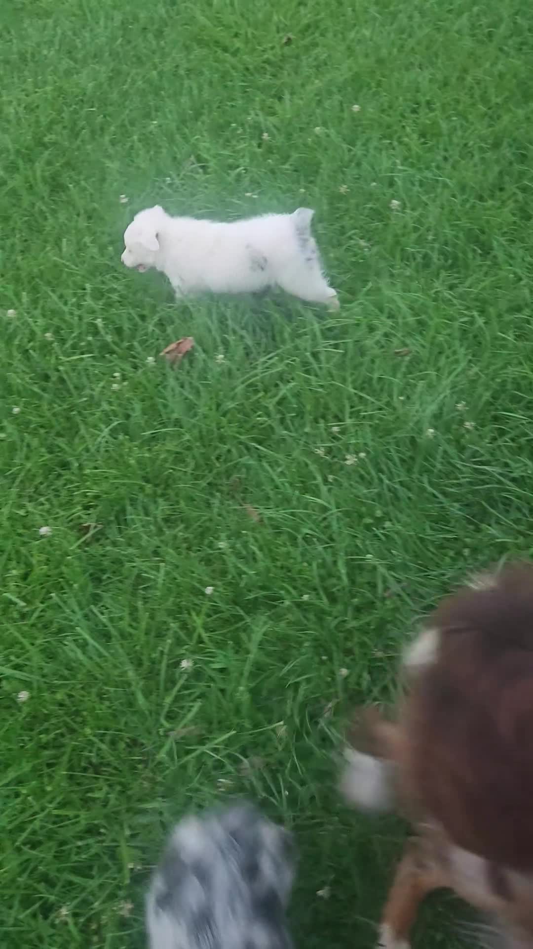 Australian Shepherd dogs for sale: Ghost girly - blue merle (blue eyed) - Video 2