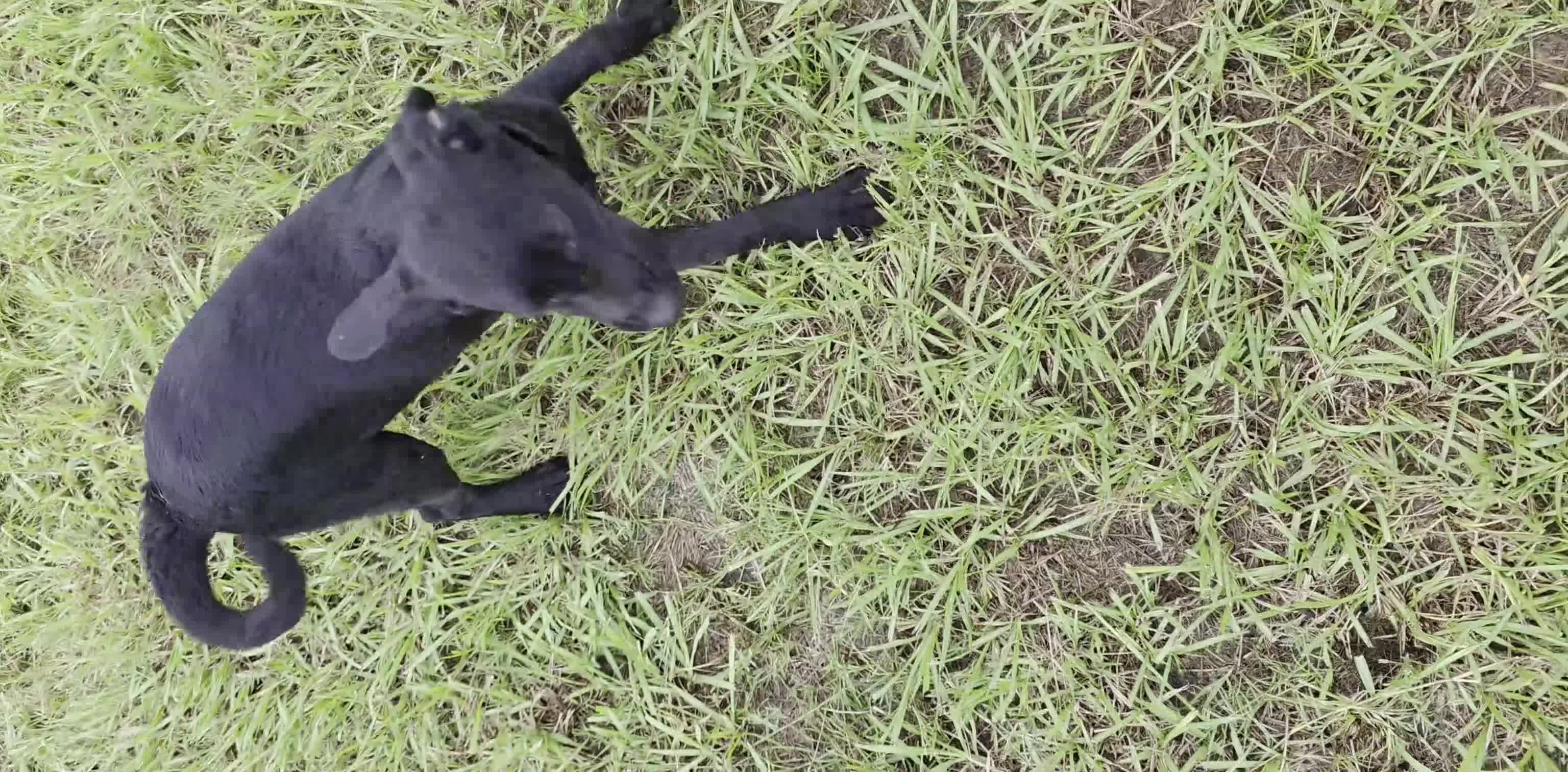 Labrador Retriever dogs for sale: Luna  - Video 1