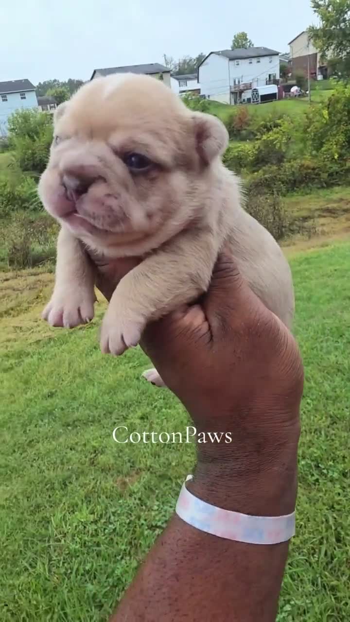 French Bulldog dogs for sale: Fiona - Video 1