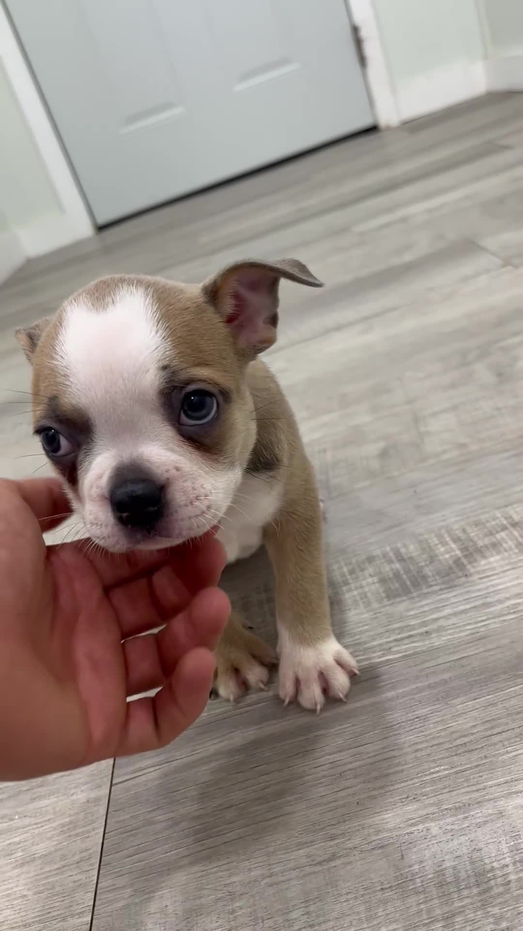 Boston Terrier dogs for sale: Amber - Video 1