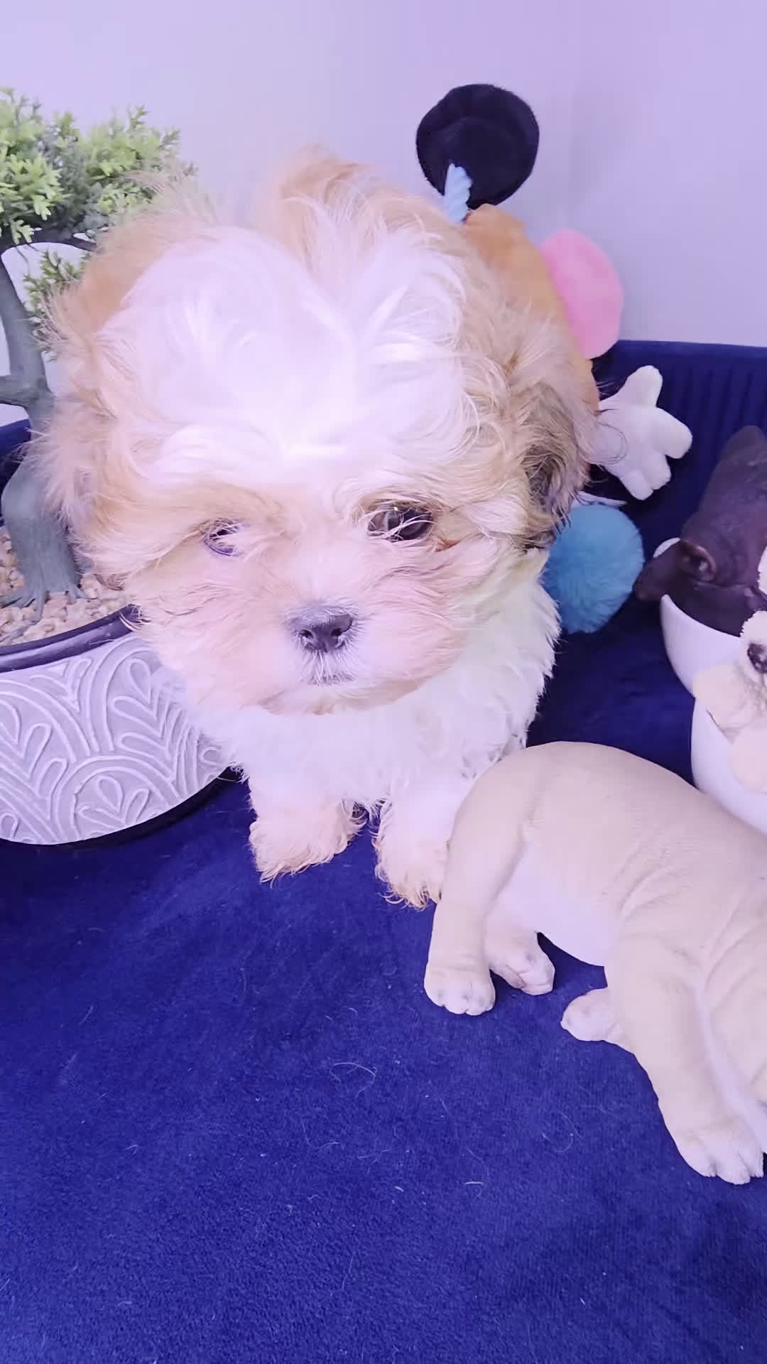 Shih Tzu dogs for sale: Shih Tzu leon - Video 2