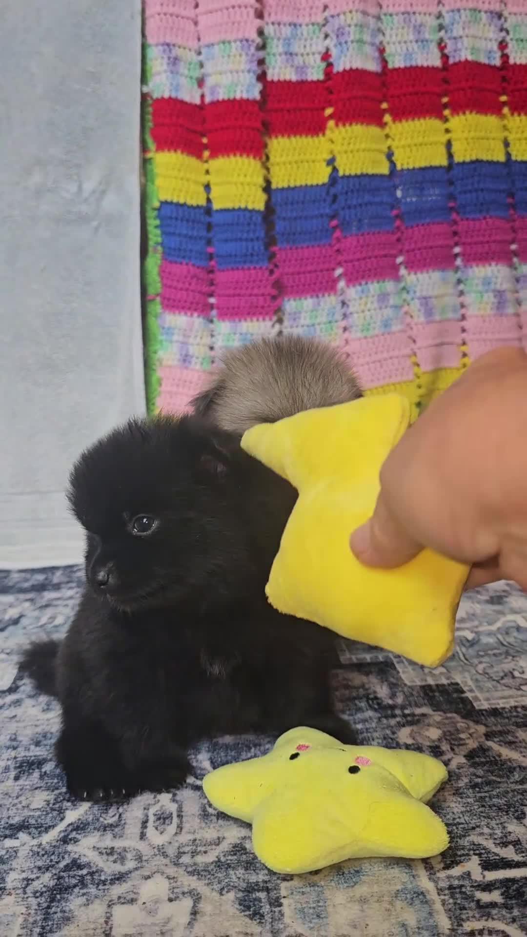 Pomeranian dogs for sale: Tank - Video 1