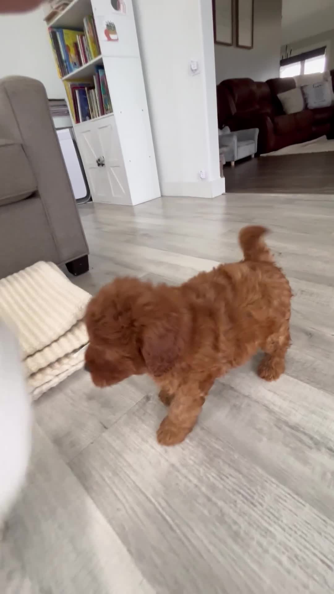 Mini Goldendoodle dogs for sale: Blazer - Video 1