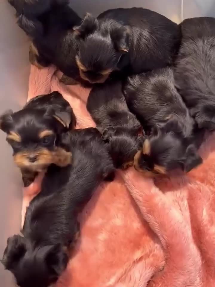 Yorkiepoo dogs for sale: Yorkiepoo Puppy 3 - Video 1