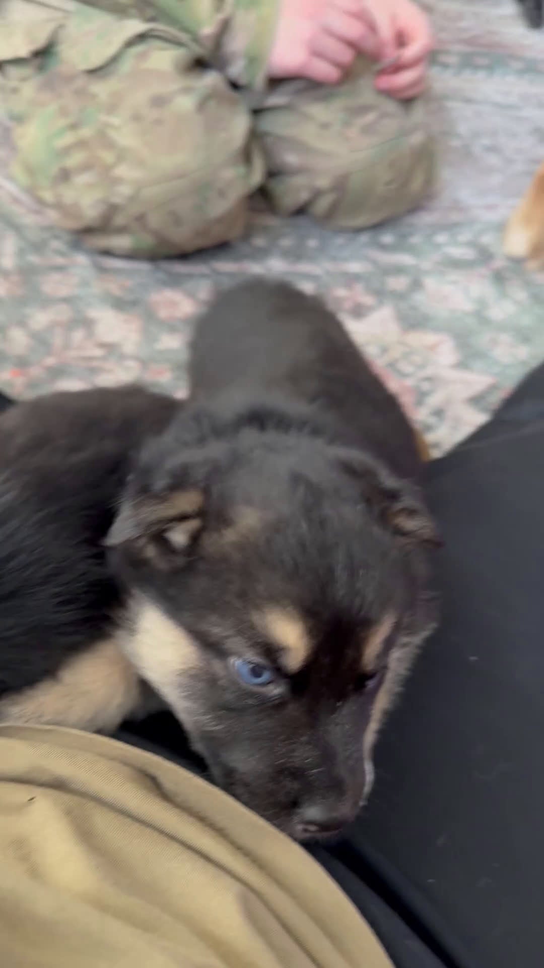 Gerberian Shepsky dogs for sale: Gerberian Shepsky Puppy 1 - Video 1