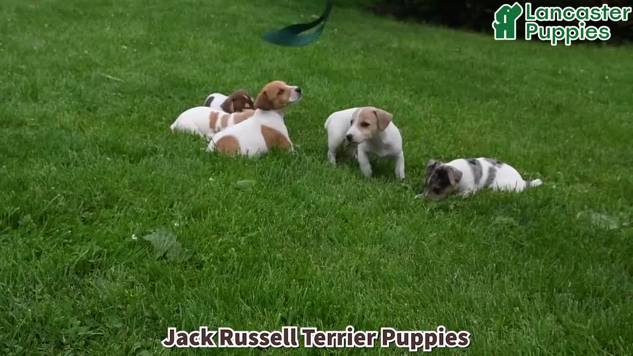 Jack Russell Terrier dogs for sale: Oscar - Video 1