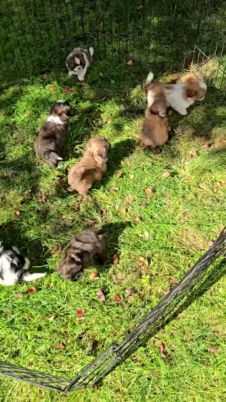 Shih Tzu dogs for sale: Bambi - Video 2