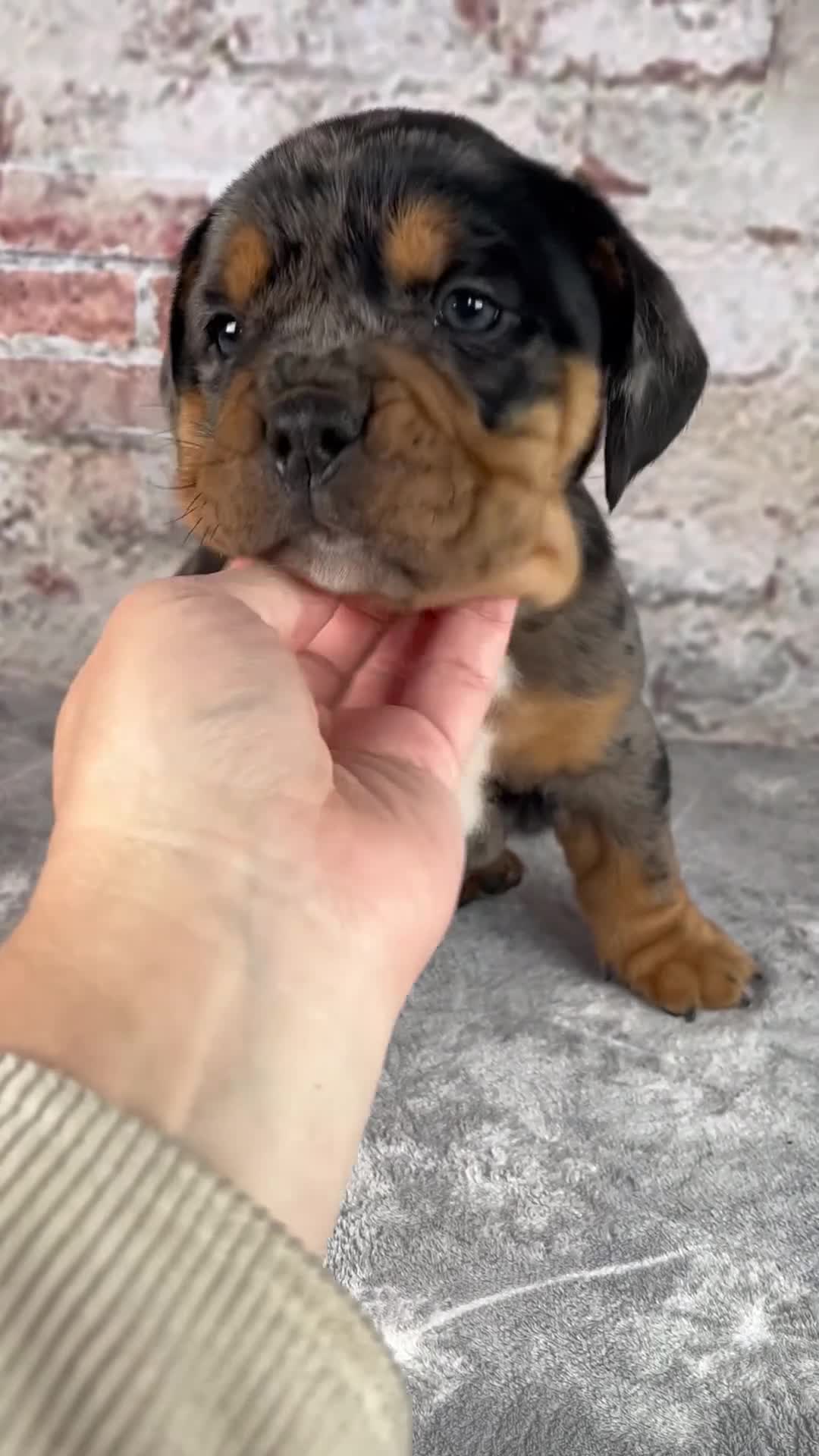 Beabull dogs for sale: Graham - Video 1