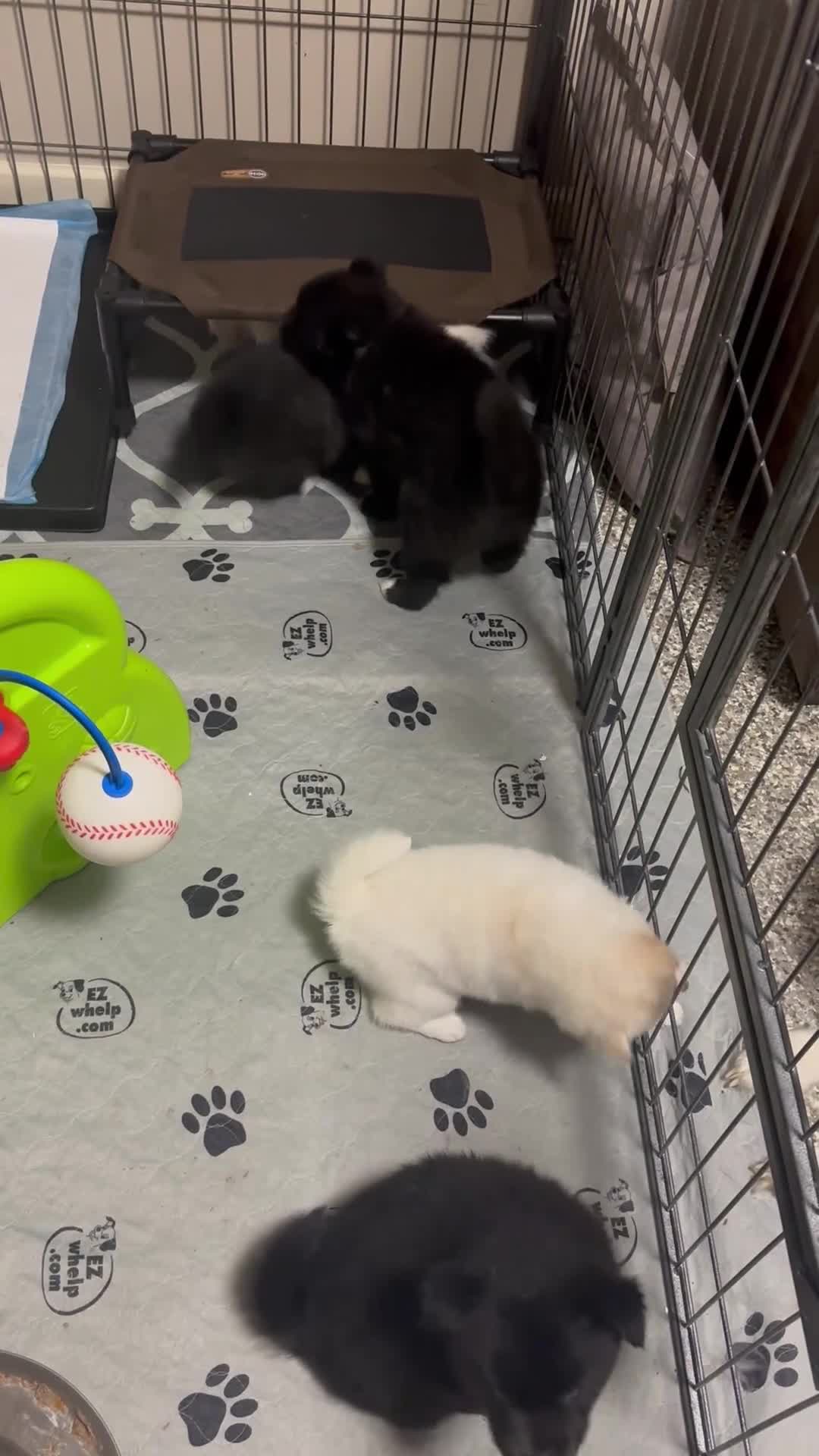 Pomsky dogs for sale: Clover - Video 2