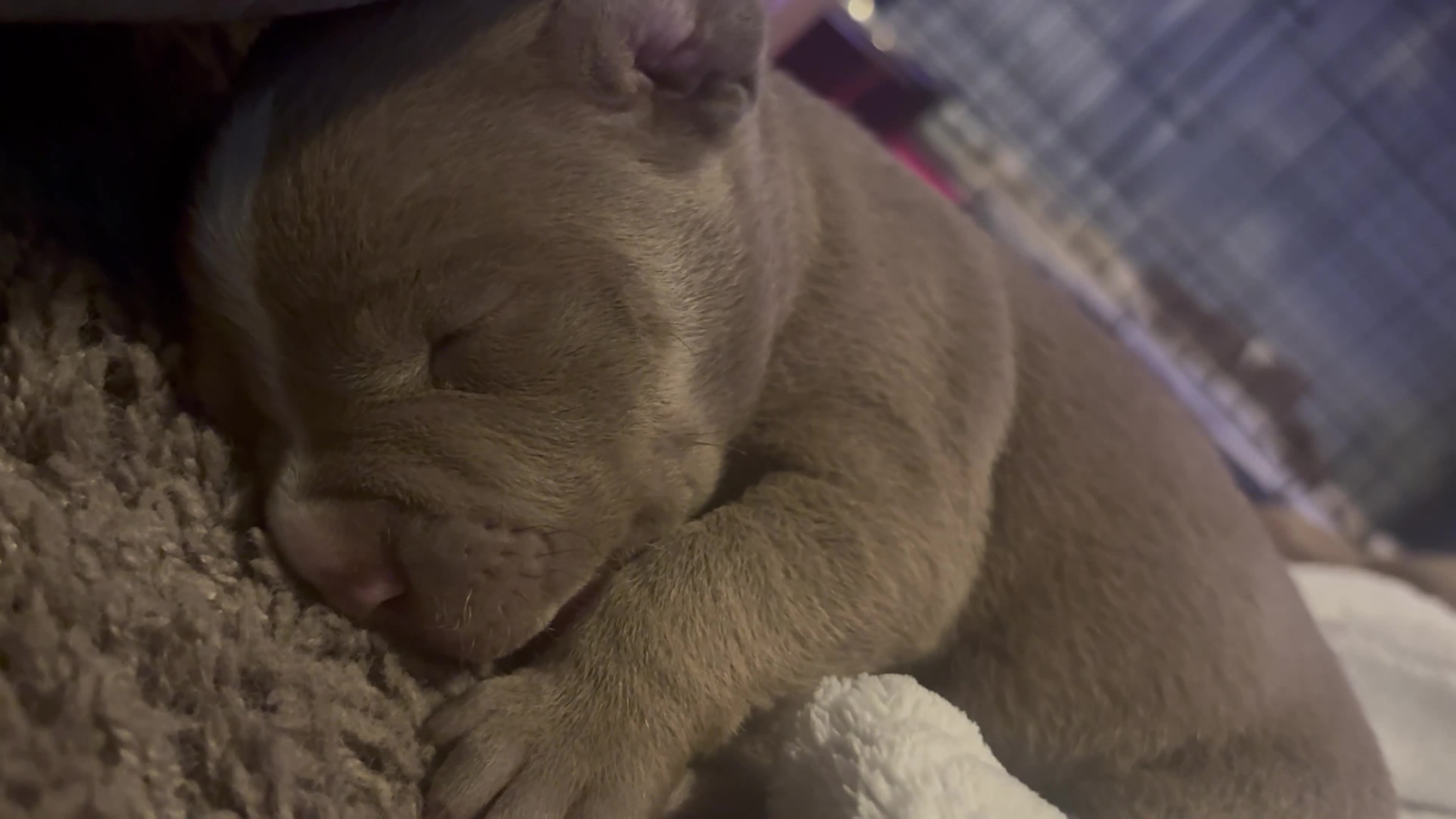 American Pit Bull Terrier dogs for sale: American Pit Bull Terrier Puppy 2 - Video 1