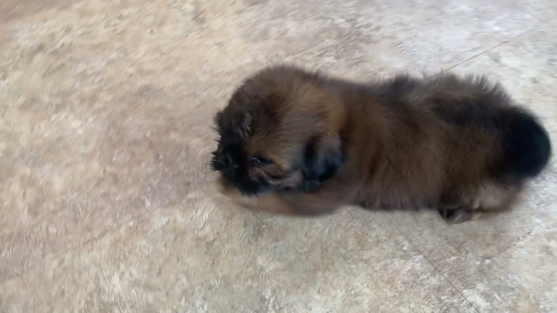 Shih Tzu dogs for sale: Lucy - Video 1